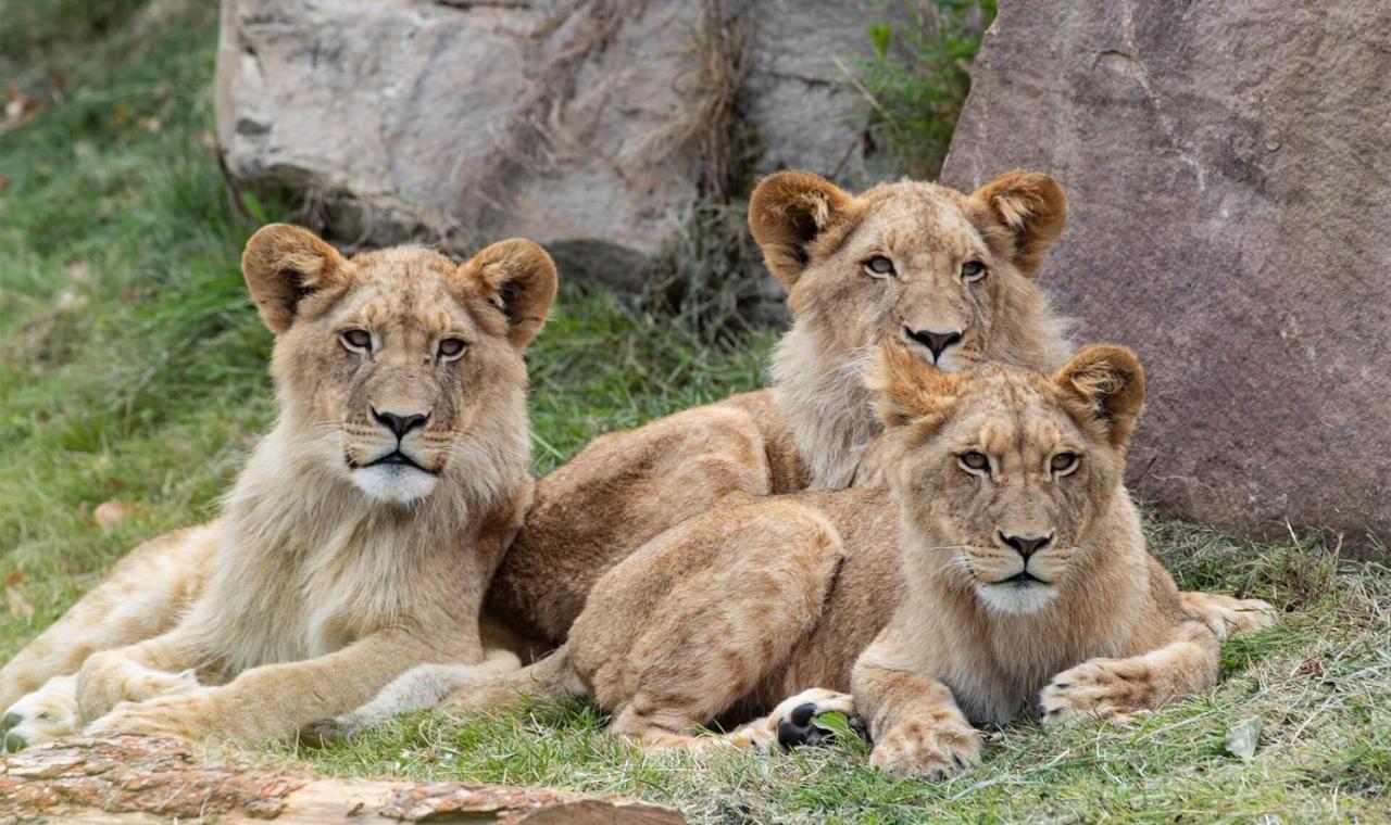 Le Chant Des Oiseaux, 3Km Du Zoo De Beauval, Parking Gratuit ,Wifi Et Netflix Gratuits Saint-Aignan  Bagian luar foto